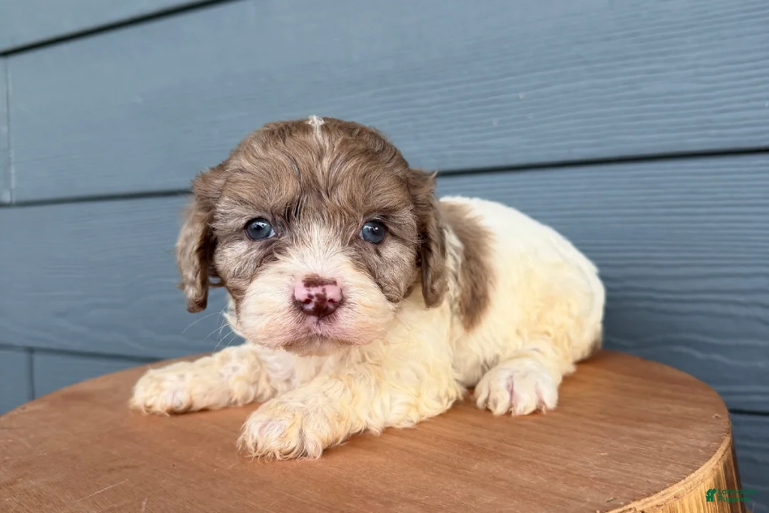 Cavapoo dogs for sale: Willow - Ad 2