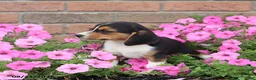 Beagle dogs for sale: Roscoe - Ad 4