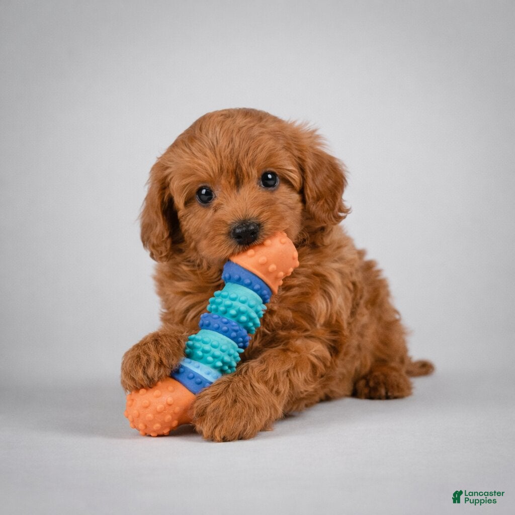 Cavapoo dogs Molly - Ad 1