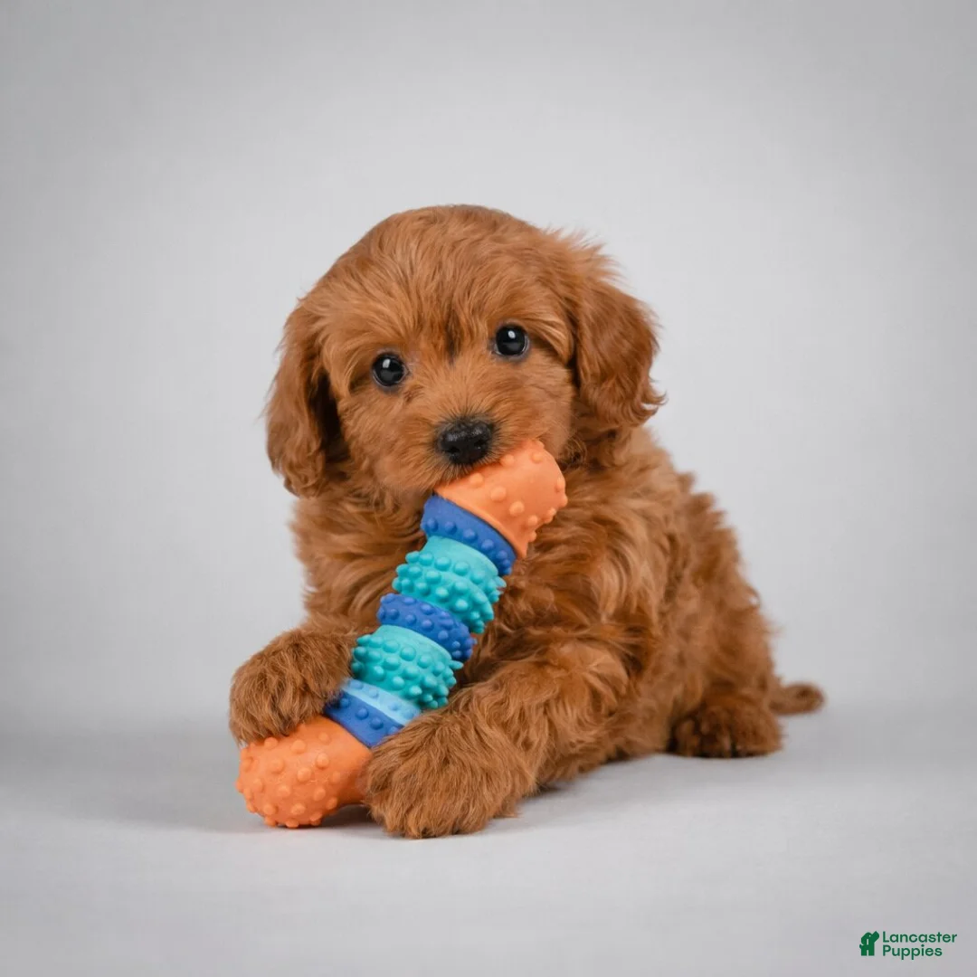 Cavapoo dogs for sale: Molly - Ad 1