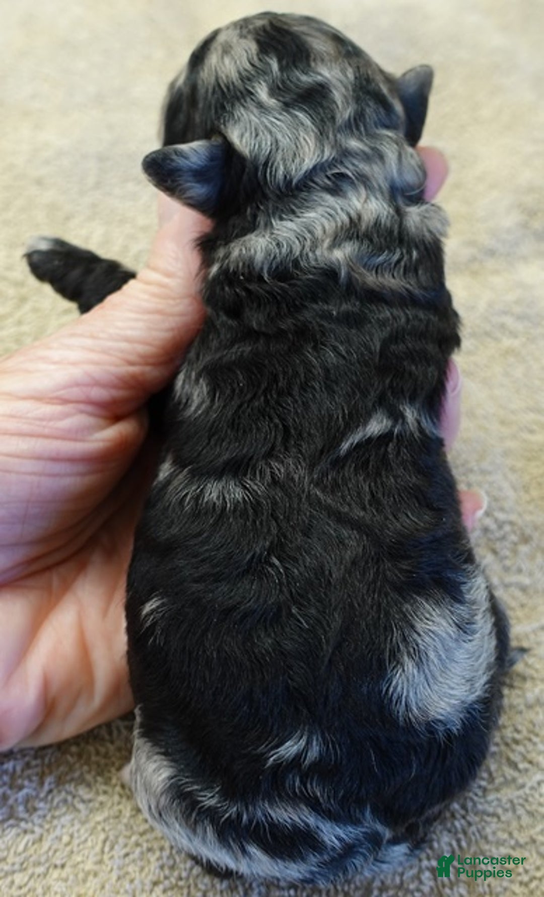 Toy Poodle dogs for sale: Nyx blue merle - Ad 9