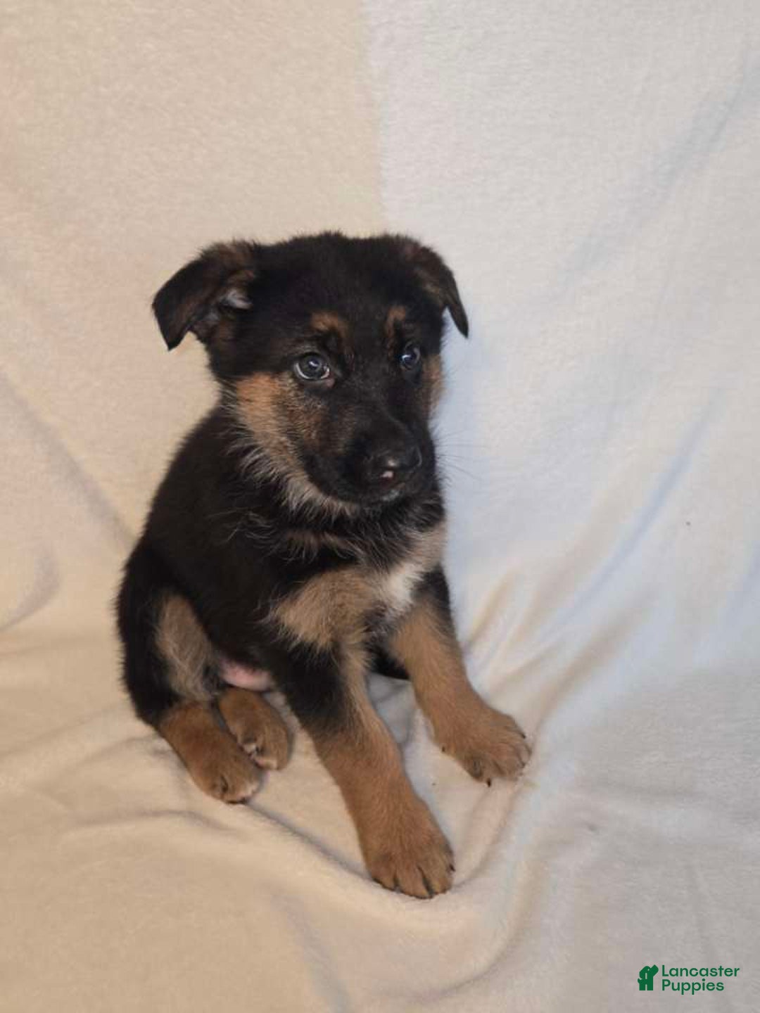 German Shepherd dogs for sale: Spot - Ad 4