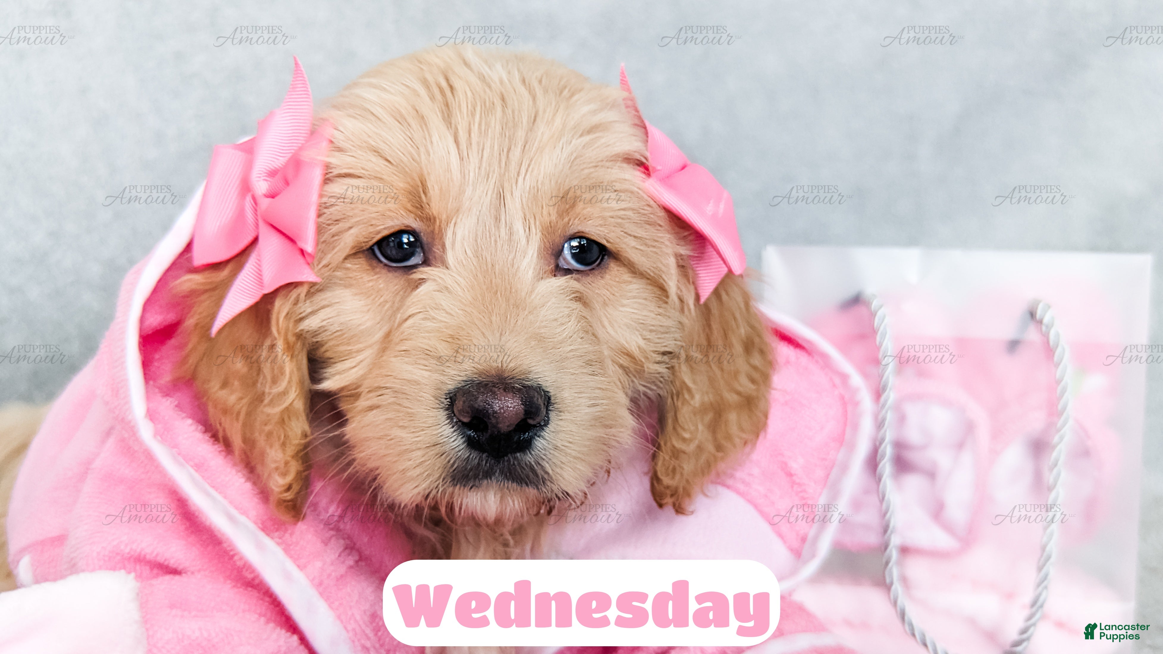 Goldendoodle dogs Wednesday - Ad 2