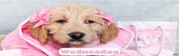 Goldendoodle dogs for sale: Wednesday - Ad 2
