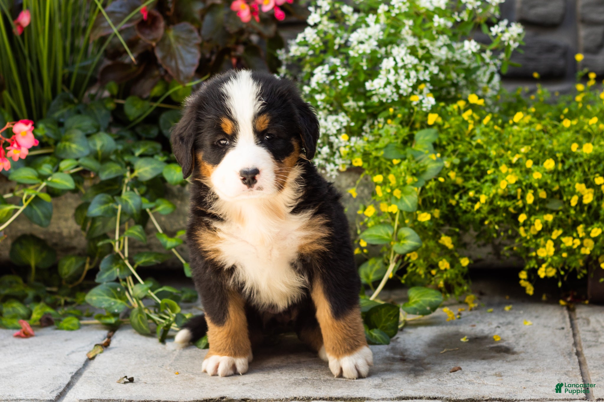 Bernese Mountain Dog dogs Matilda  - Ad 14