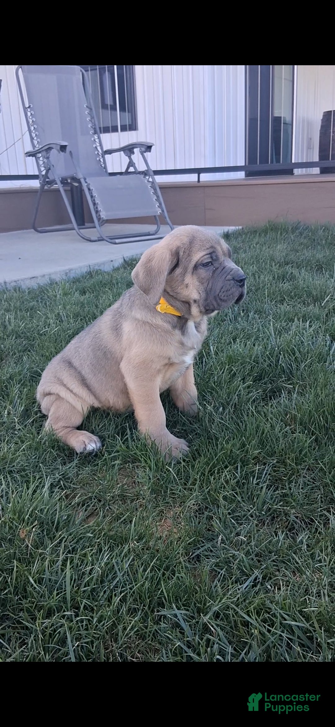 Cane Corso dogs Brenda - Ad 1