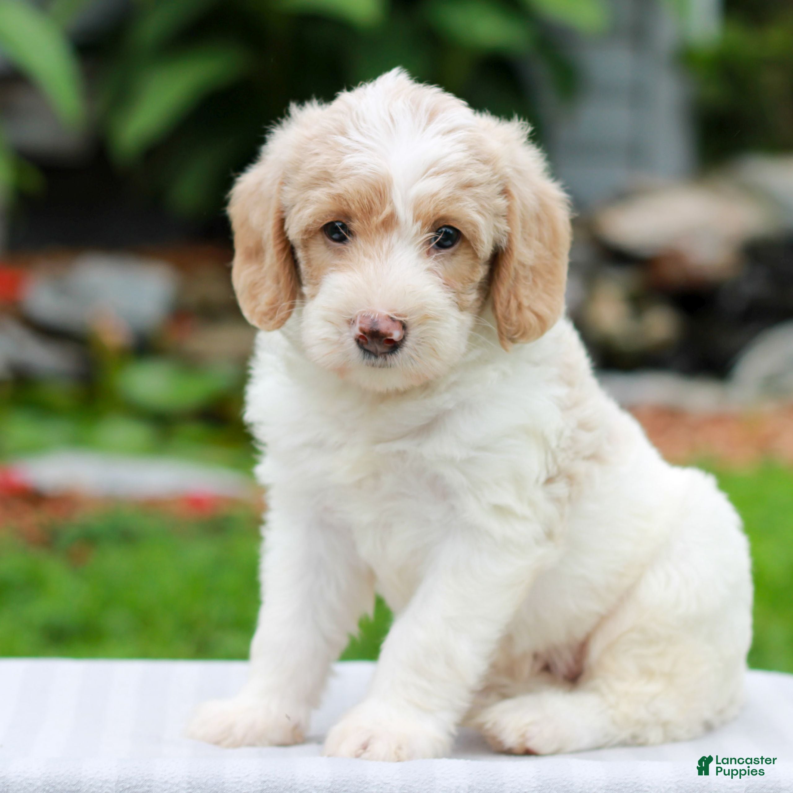 Miniature Labradoodle dogs Chloe  - Ad 2