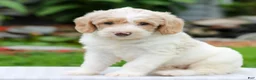 Miniature Labradoodle dogs for sale: Chloe  - Ad 2