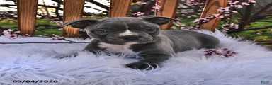 Rufus