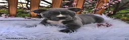 Frenchton dogs for sale: Rufus - Ad 1
