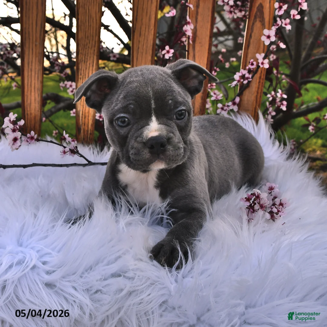 Frenchton dogs for sale: Rufus - Ad 1