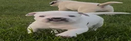 American Bulldog dogs for sale: Jinx - Ad 5