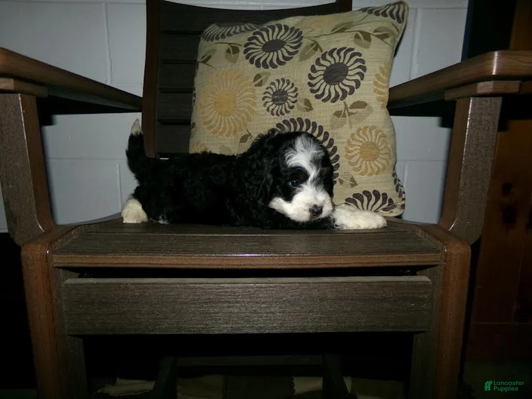 Mini Bernedoodle dogs for sale: Alfred - Ad 6