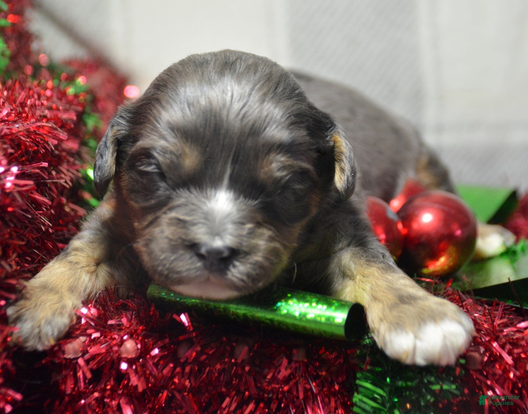 Cavapoo dogs for sale: Cavapoo Puppy 3 Cash - Ad 2