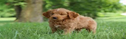 Mini Goldendoodle dogs for sale: Buddy - Ad 5