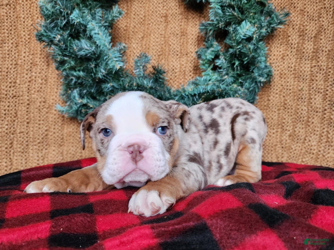English Bulldog dogs for sale: Fletch - Ad 14