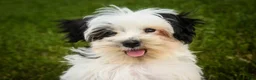 Havanese dogs for sale: Precious - Ad 7
