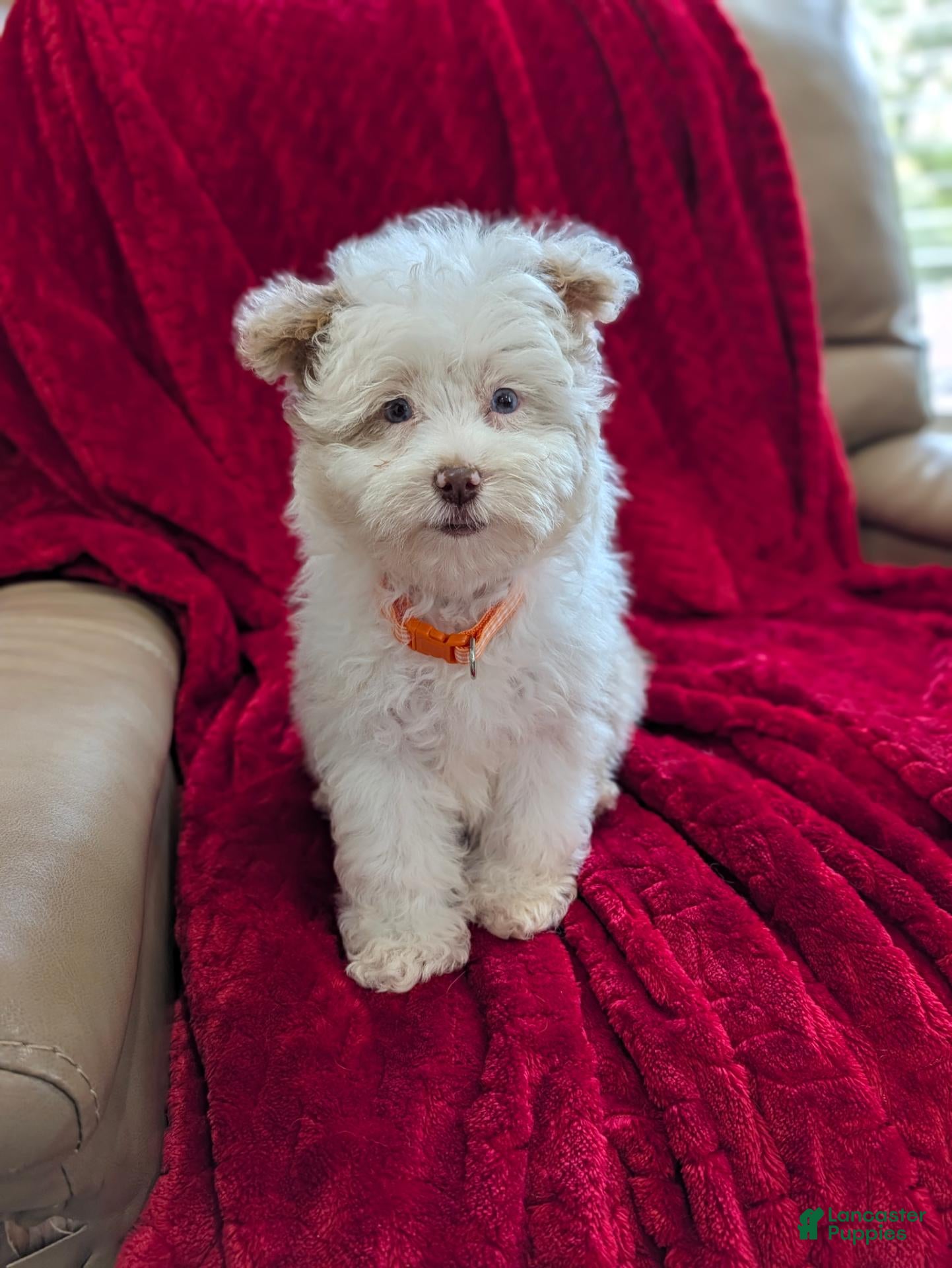 Pomapoo dogs Barker - Ad 2