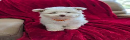 Pomapoo dogs for sale: Barker - Ad 2