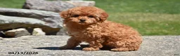 Toy Poodle dogs for sale: Sierra - Ad 2