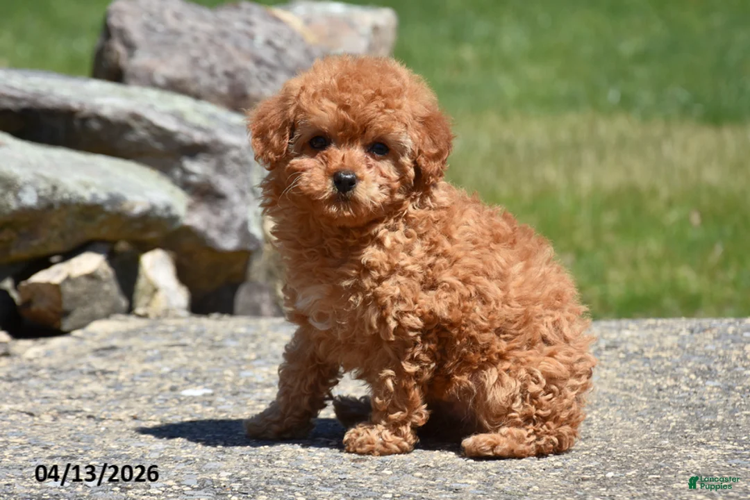 Toy Poodle dogs for sale: Sierra - Ad 2