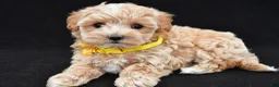 Maltipoo dogs for sale: Amber - Ad 2