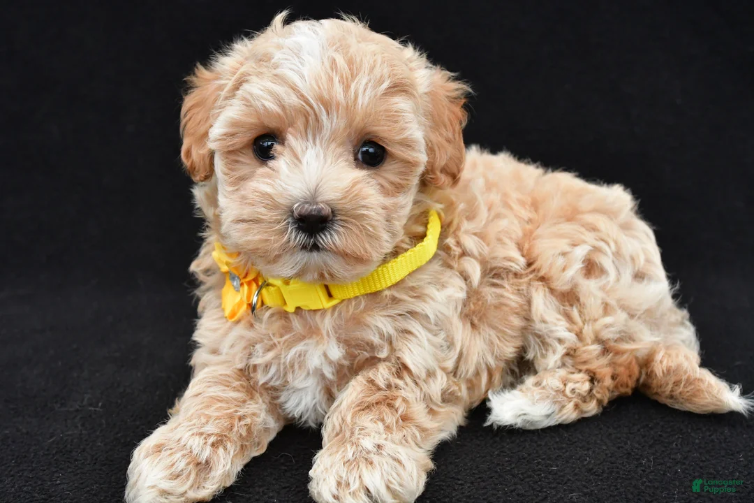 Maltipoo dogs for sale: Amber - Ad 2