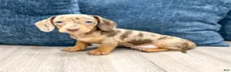 Miniature Dachshund dogs for sale: Misty - Ad 5