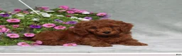 Miniature Poodle dogs for sale: Darius - Ad 2