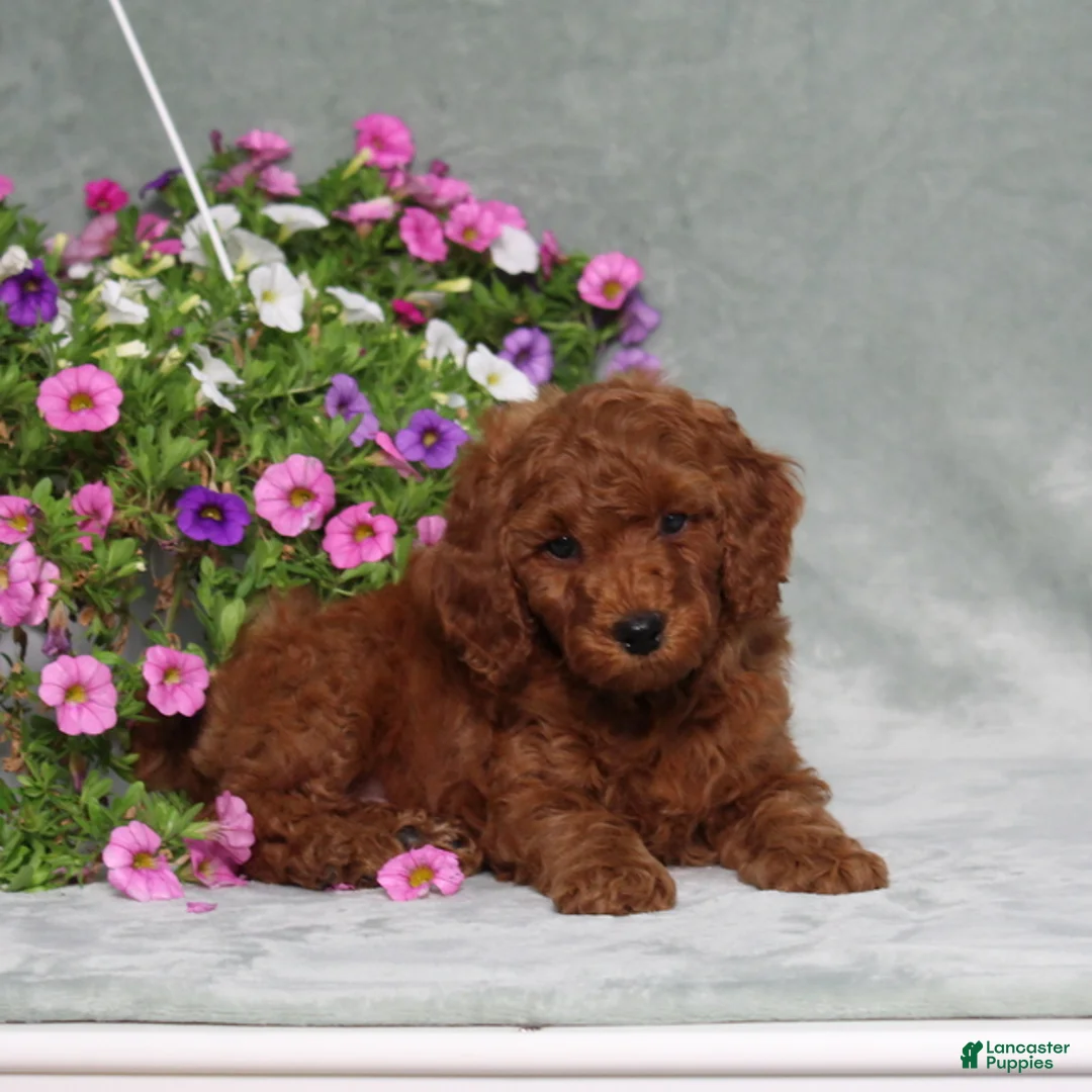 Miniature Poodle dogs for sale: Darius - Ad 2