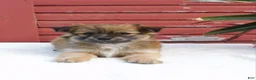 Mixed Breed dogs for sale: Jet - Ad 4
