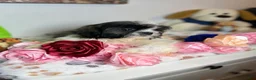 Shih Tzu dogs for sale: Cody - Ad 3