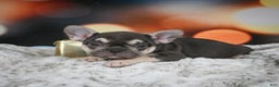 French Bulldog dogs for sale: Courtney - Ad 7