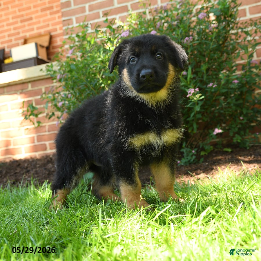 German Shepherd dogs for sale: Simba - Ad 1