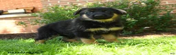 German Shepherd dogs for sale: Simba - Ad 1