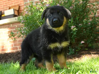 German Shepherd dogs for sale: Simba - Ad 1
