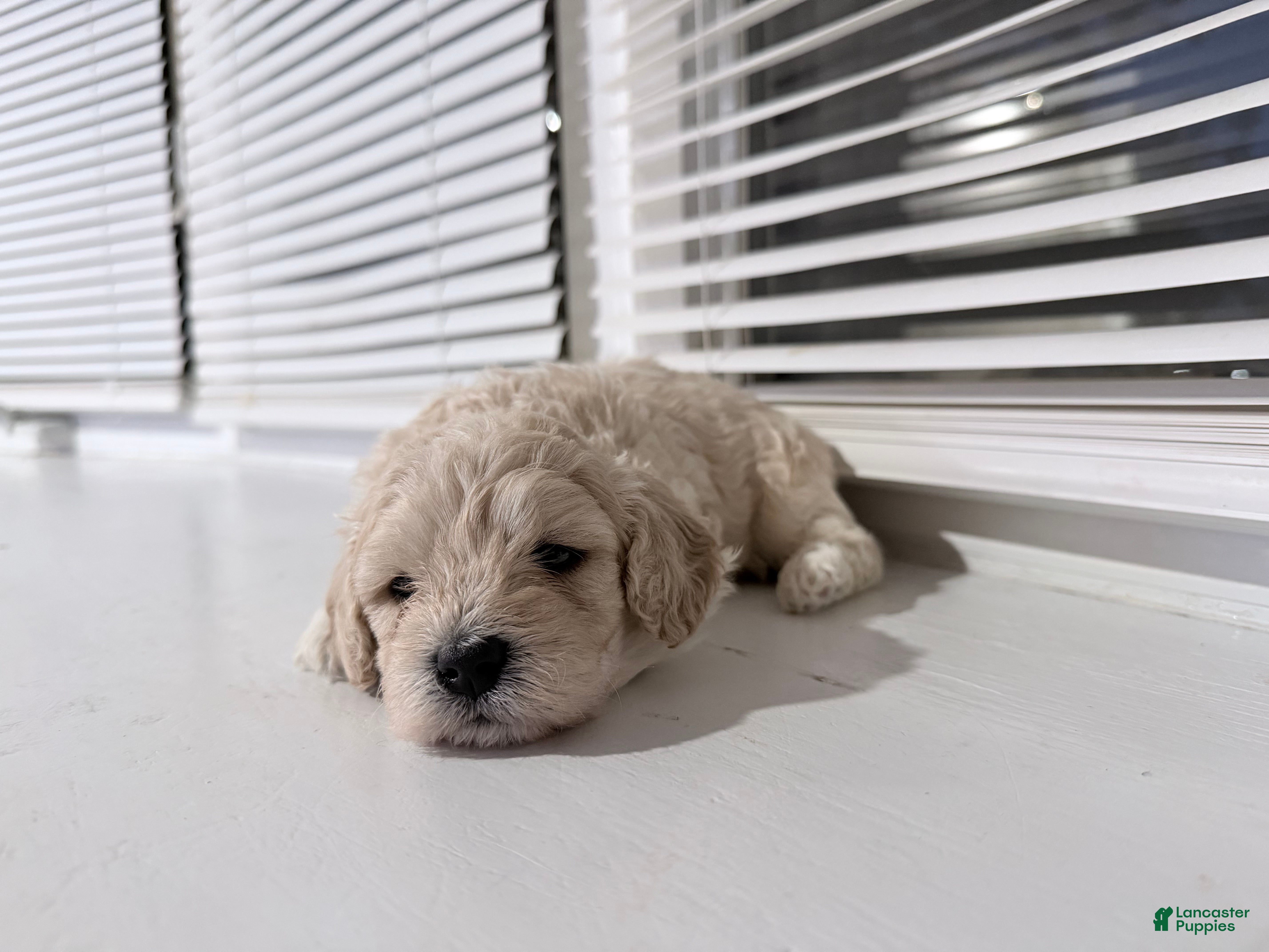 Toy Poodle dogs marshmallow - Ad 2