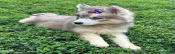 Siberian Husky dogs for sale: RISA - Ad 5