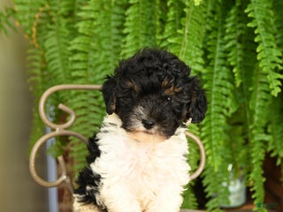 Yorkiepoo dogs - Ad 16