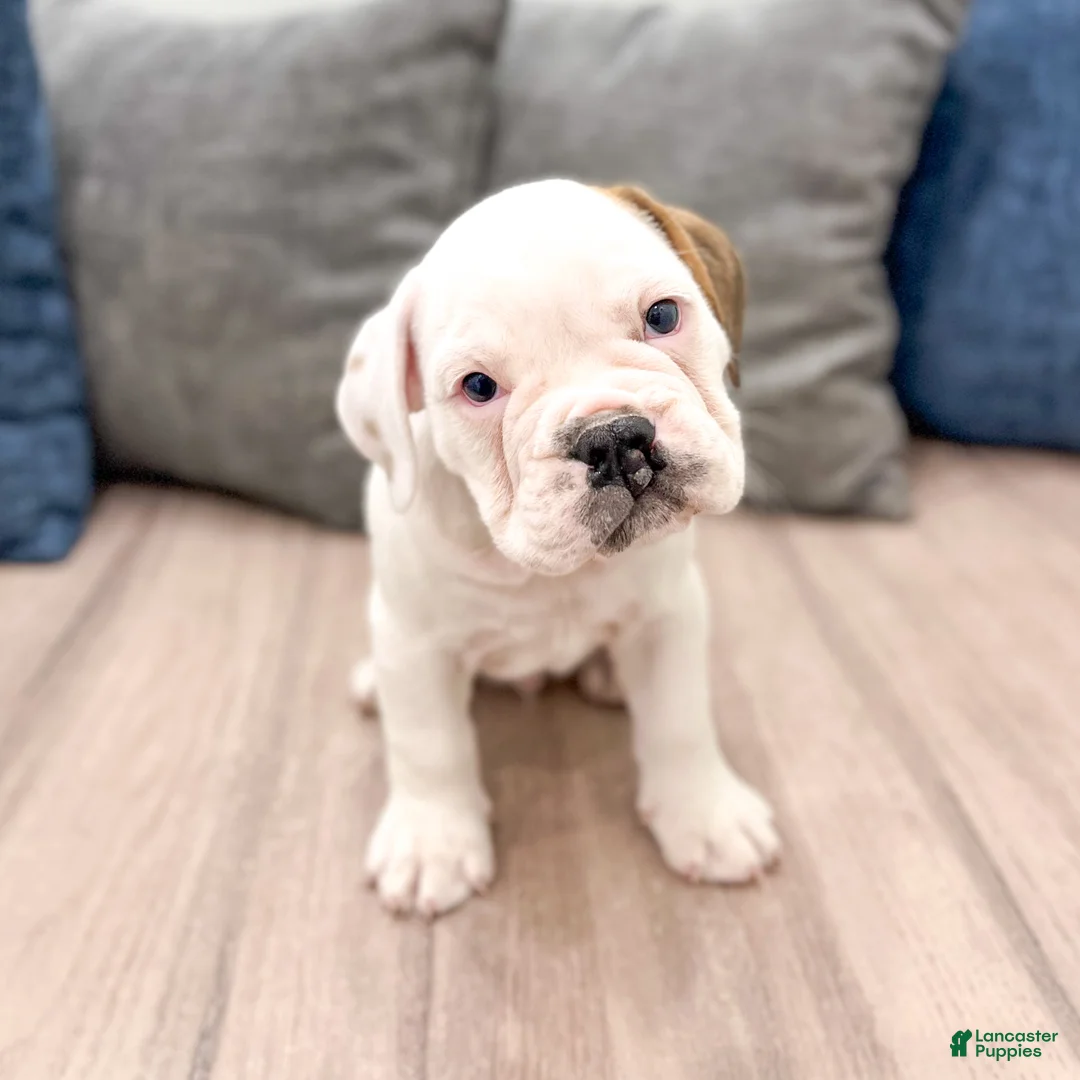 Beabull dogs for sale: Rolo - Ad 1