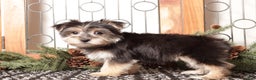Morkie dogs for sale: Ivy - Ad 3