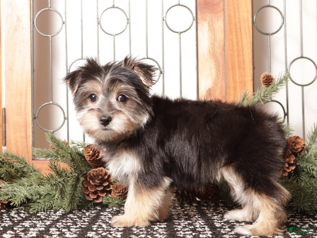 Morkie dogs for sale: Ivy - Ad 3