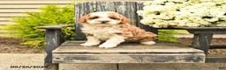 Bernedoodle dogs for sale: Lily - Ad 1
