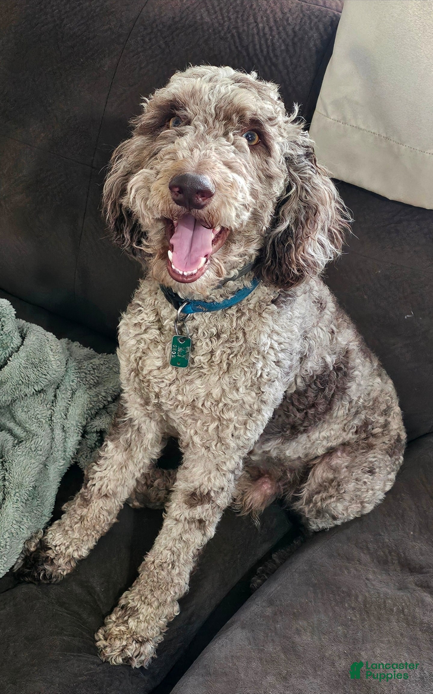 Miniature Poodle dogs Medium Poodle Stud - Ad 2