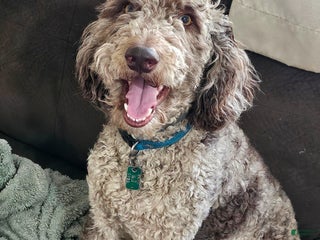 Miniature Poodle dogs Medium Poodle Stud - Ad 2