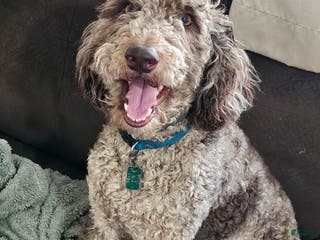 Miniature Poodle dogs Medium Poodle Stud - Ad 2