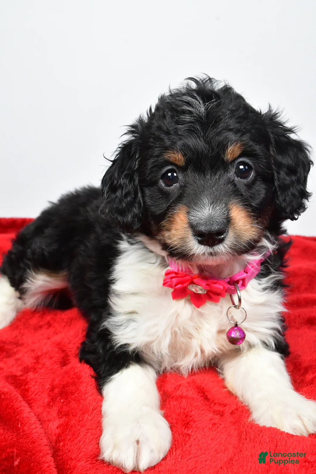 Mini Aussiedoodle dogs for sale: Giggles  - Ad 4