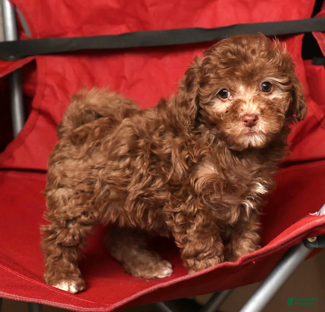 Havapoo dogs for sale: Stella - Ad 6