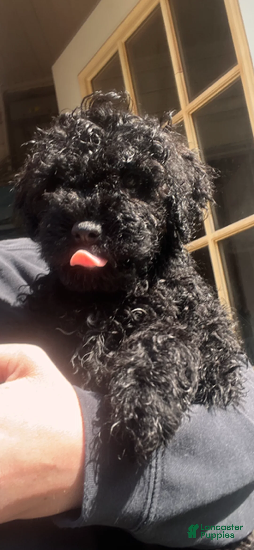 Hungarian Puli dogs for sale: Hungarian Puli Puppy 1 Big Red - Ad 2