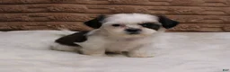 Shih Tzu dogs for sale: Izzy - Ad 3